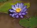 Cape blue water lily